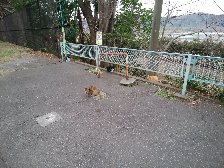 登った所に猫