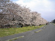 付近の桜