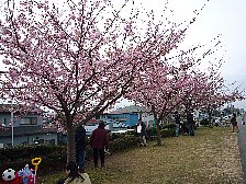 河津桜