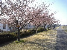 河津桜