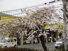 千川の桜