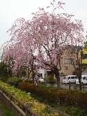 千川の桜