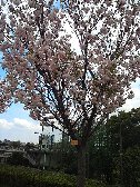 遅い桜