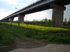 治水橋下の菜の花
