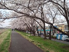 桜