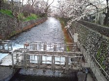 玉川上水と桜