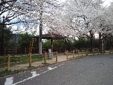 休憩所の桜