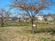 河津桜はもう終わり