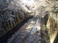 川面に桜