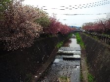 程久保川の桜