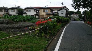 ここにも彼岸花