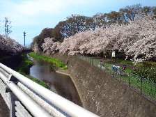 残堀川の桜