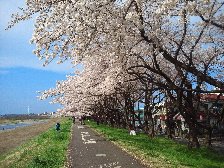 2016年の桜