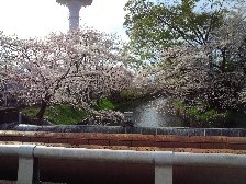 玉川上水と桜