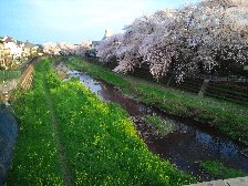 野川　御塔坂橋から