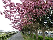 八王子市役所付近の桜