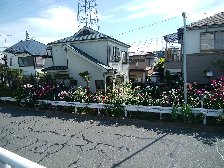 府中四谷橋右岸のバラ