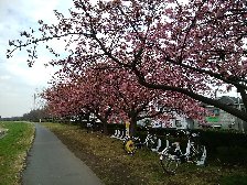 河津桜に自転車
