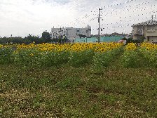 青木病院付近のひまわり